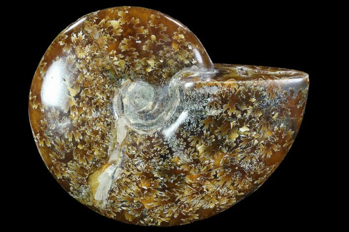 Polished, Agatized Ammonite (Cleoniceras) - Madagascar #88056